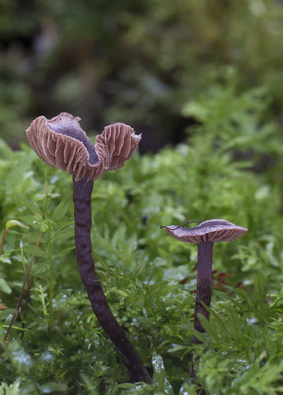 Cortinarius americanus